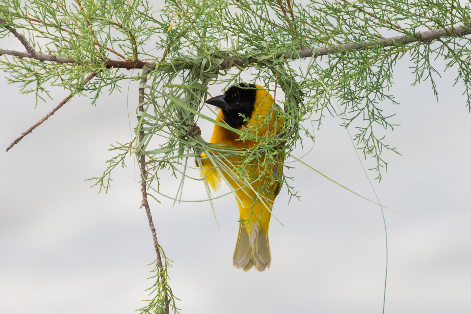 image Black-headed Weaver